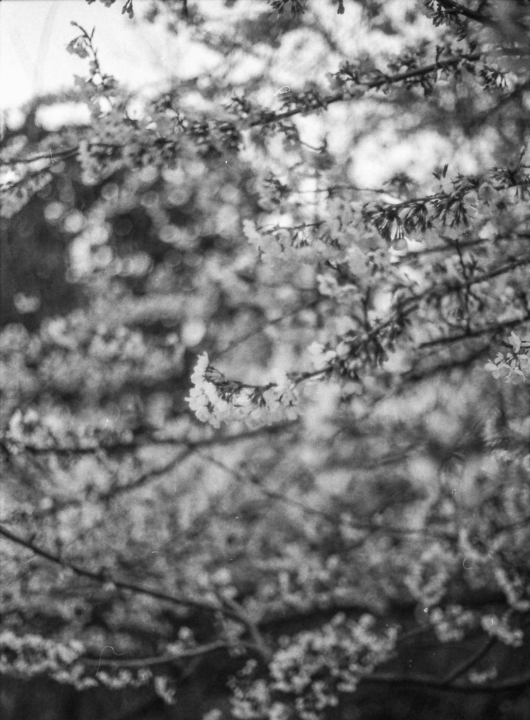 black and white film photo of cherry blossoms